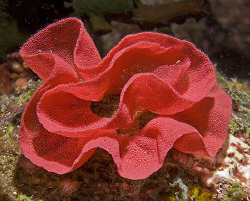 Ribbon of Nudibranch eggs in Anilao, Philippines. by Jim Chambers 